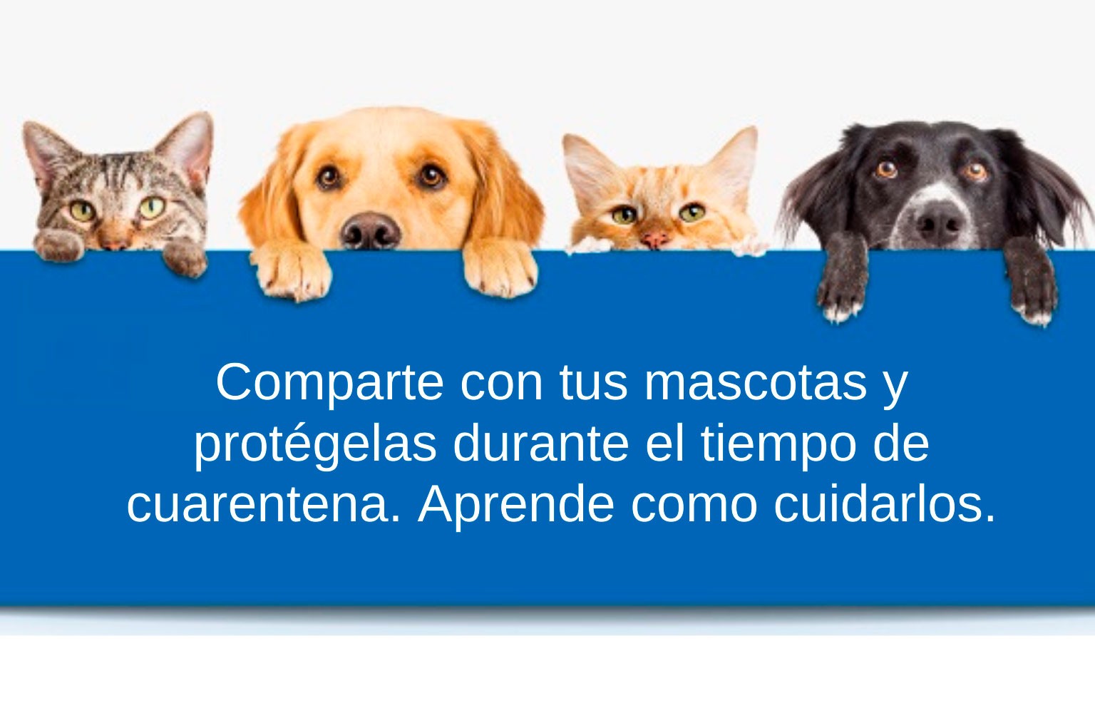 Mascotas