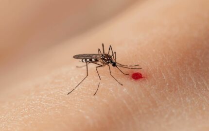 como-eliminar-criaderos-del-mosquito-del-dengue