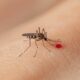 como-eliminar-criaderos-del-mosquito-del-dengue