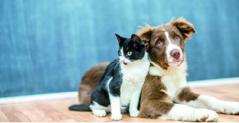 Orientación nutricional veterinaria